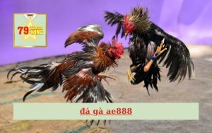 Đá gà ae888