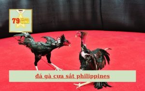 Đá gà cựa sắt Philippines