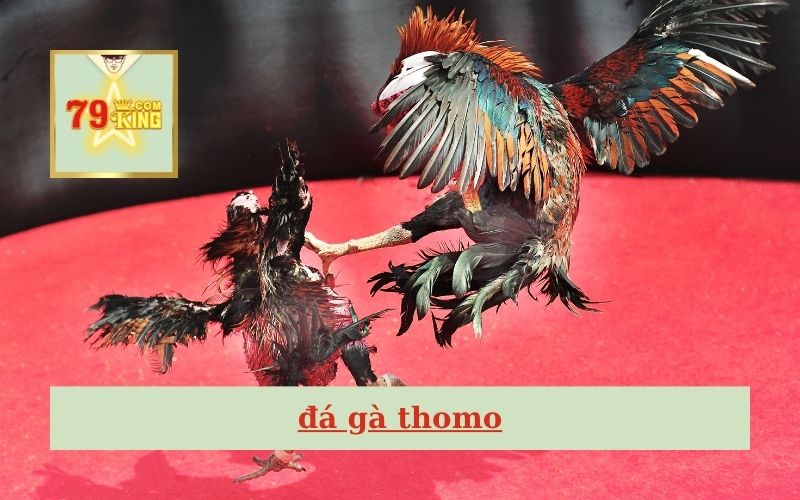 Đá gà Thomo